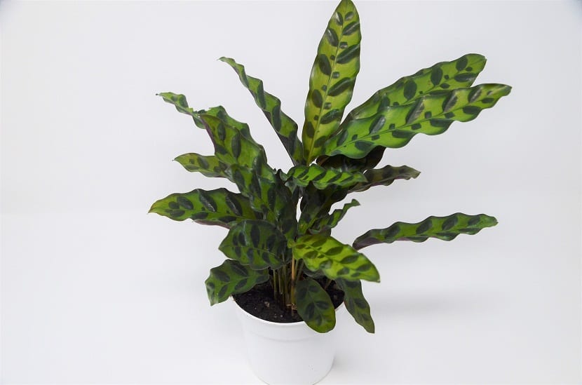 maceta blanca con una Calathea lancifolia