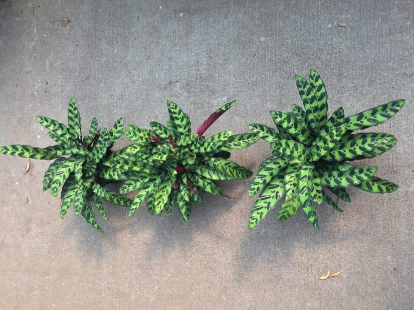 tres macetas con plantas y hojas lanceadas