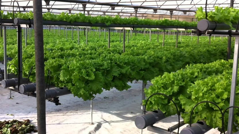 son dos de los procedimientos más amplios que se conocen en cuanto al cultivo de las plantas
