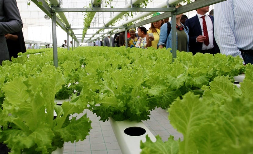 Estos dos métodos mencionados en la parte anterior son muy distintos a la forma tradicional de cultivo