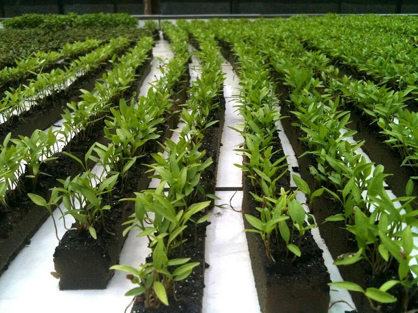 Esta técnica para cultivar se basa en que todos los nutrientes que utiliza la planta para poder alimentarse se diluyen en el agua