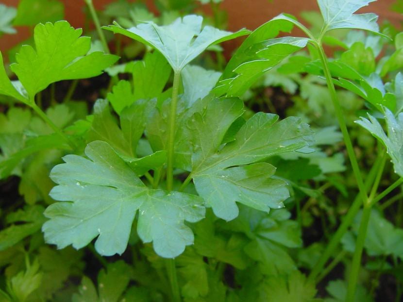 Planta de perejil