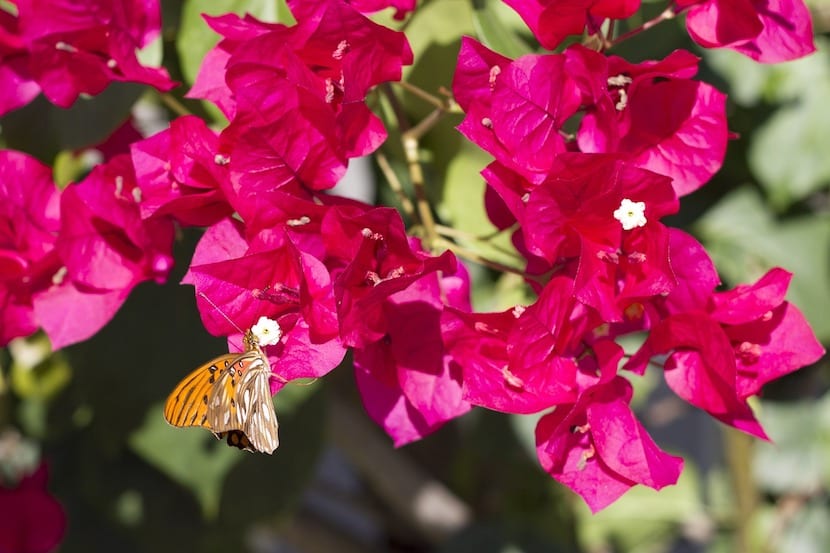 buganvilla en flor