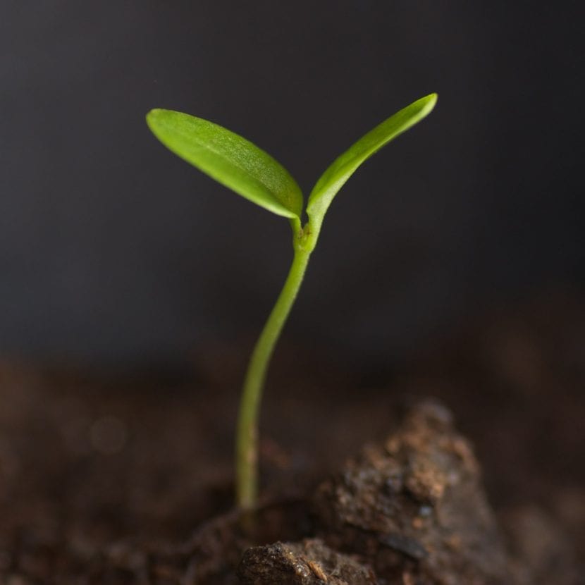 Semilla germinada