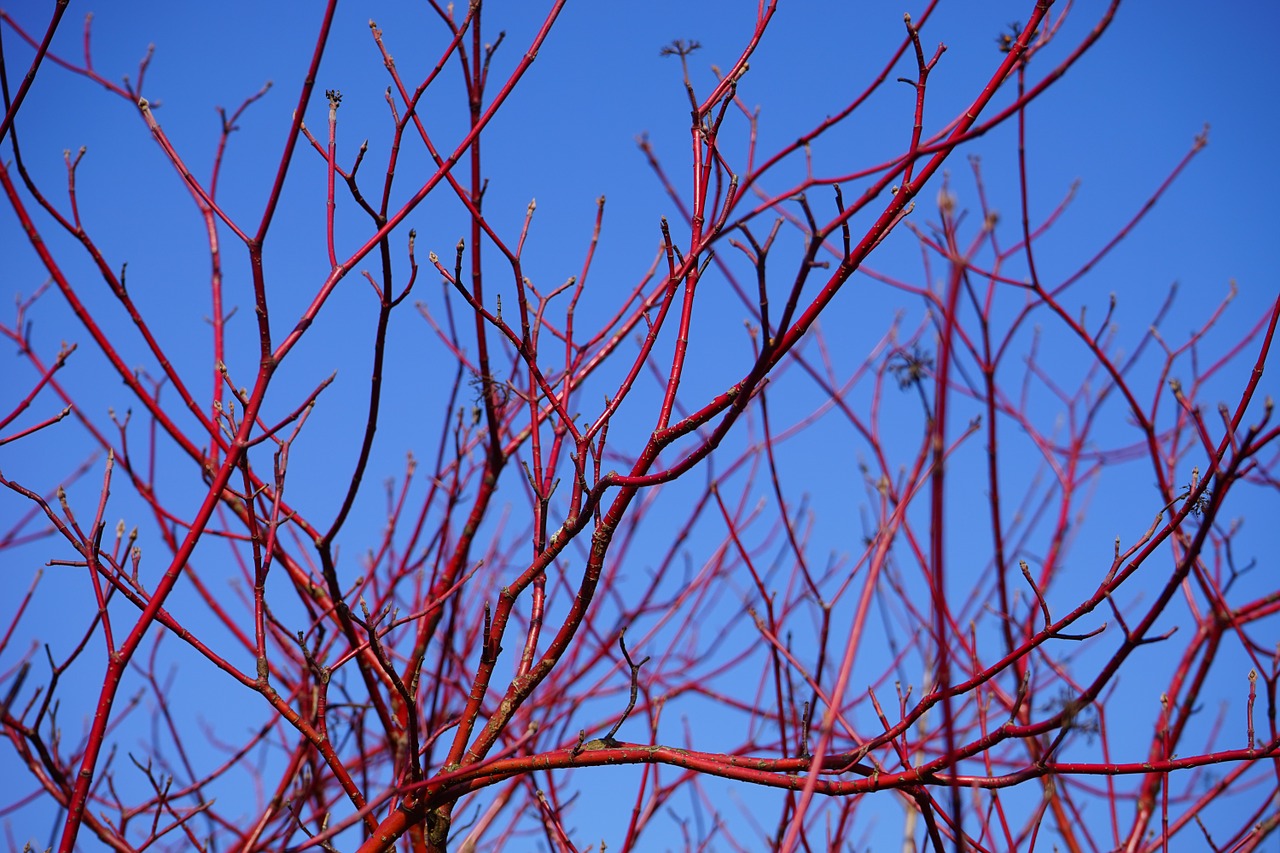 Vista del Cornus sanguinea en invierno