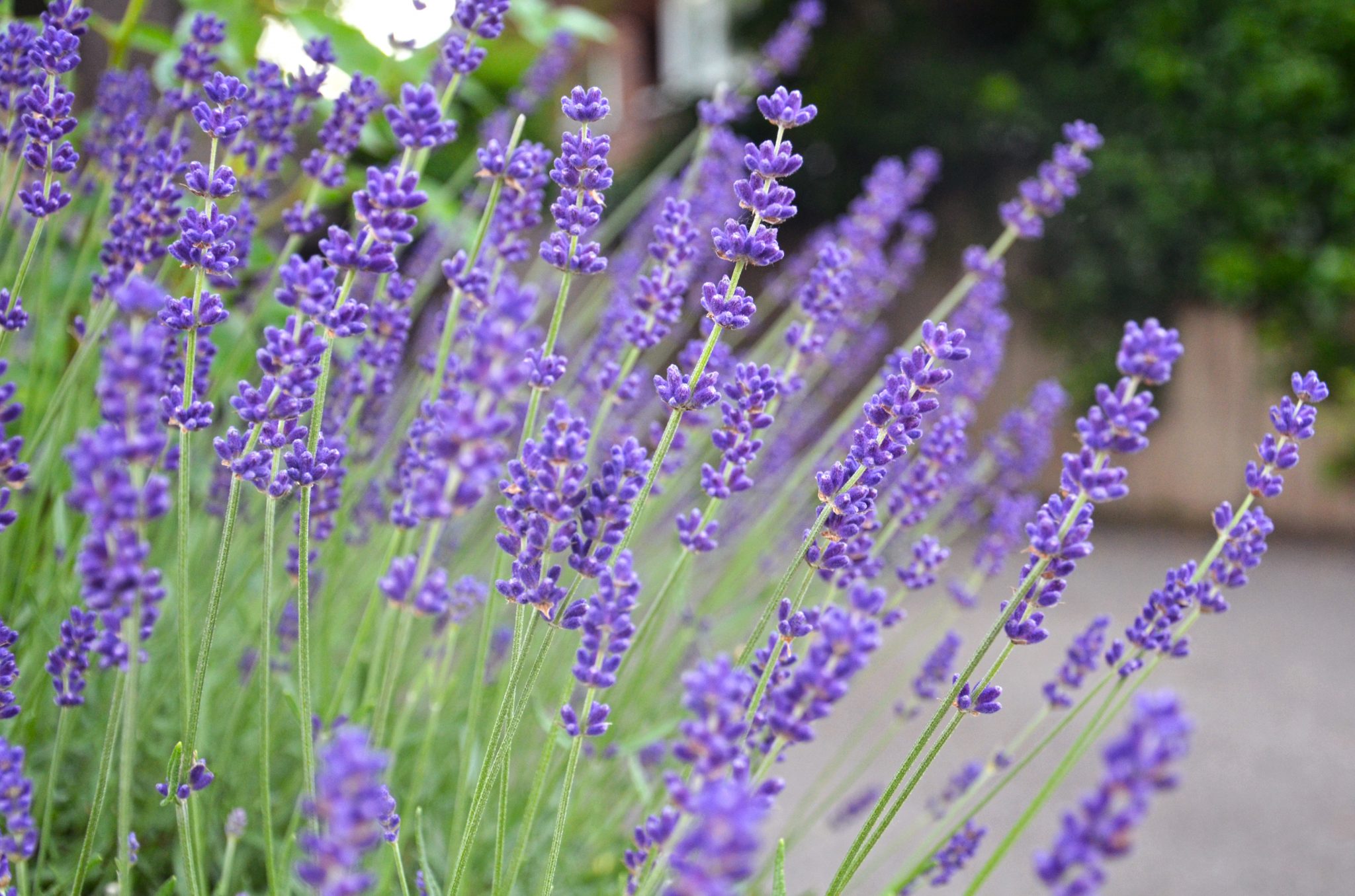 Vista de la lavanda en flor