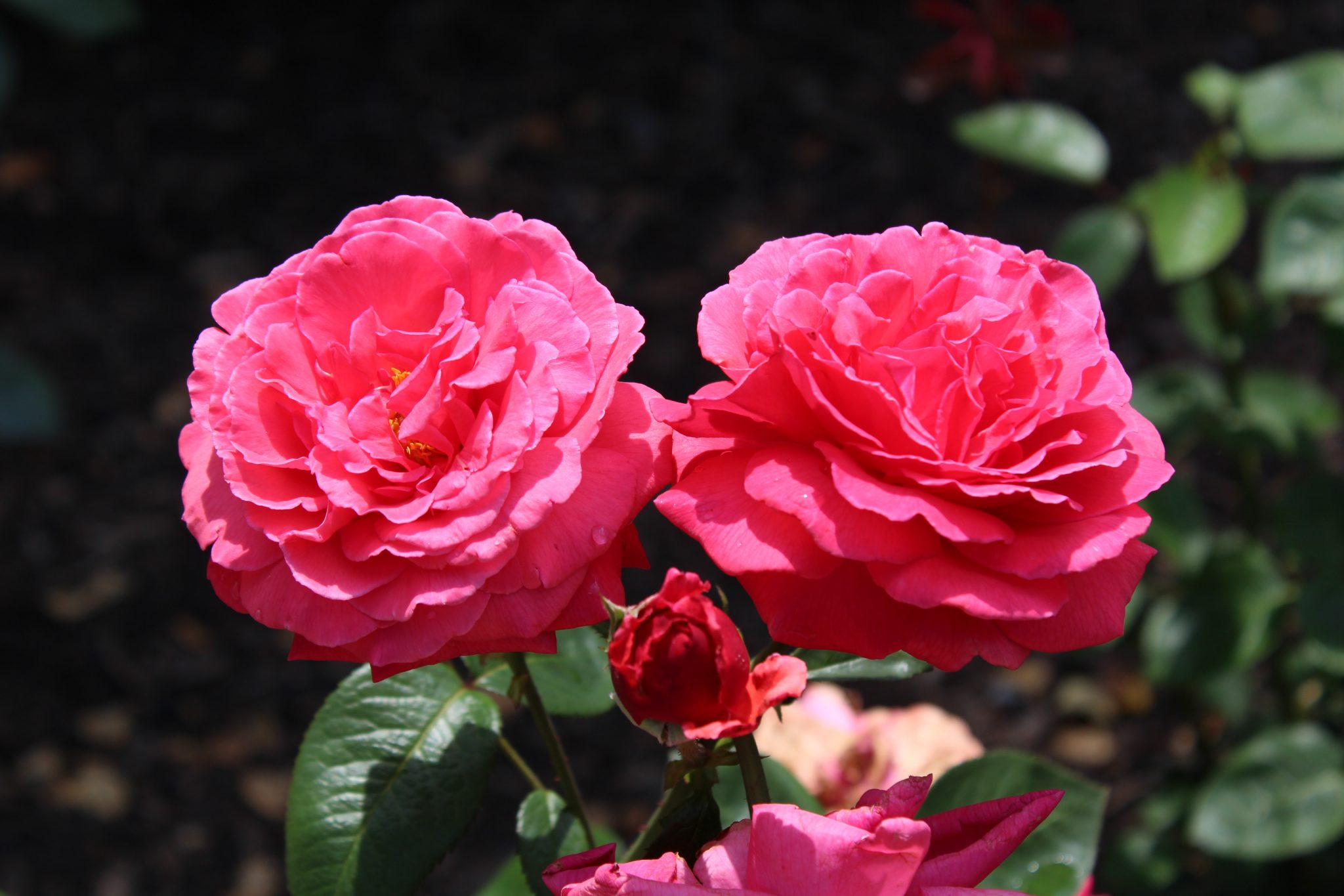 Vista de las rosas