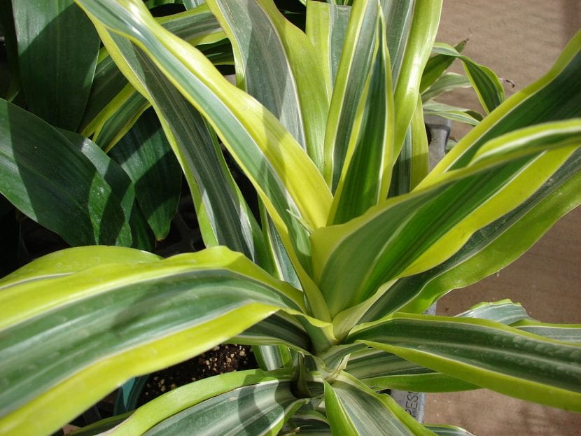 Ejemplar de Dracaena fragrans