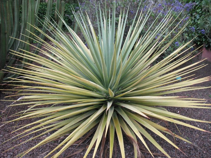 Ejemplar de Dracaena tamaranae