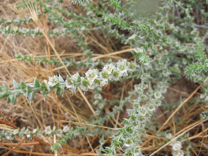 Salsola kali