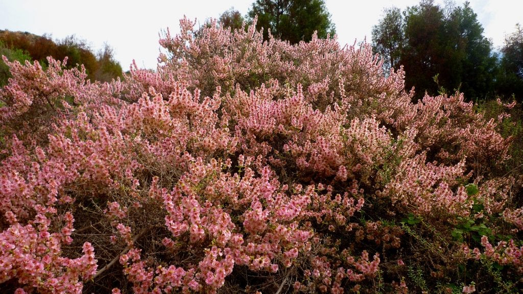 Salsola o barrilla: cuidados en suelos secos y salinos