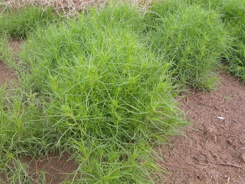 Planta de Salsola