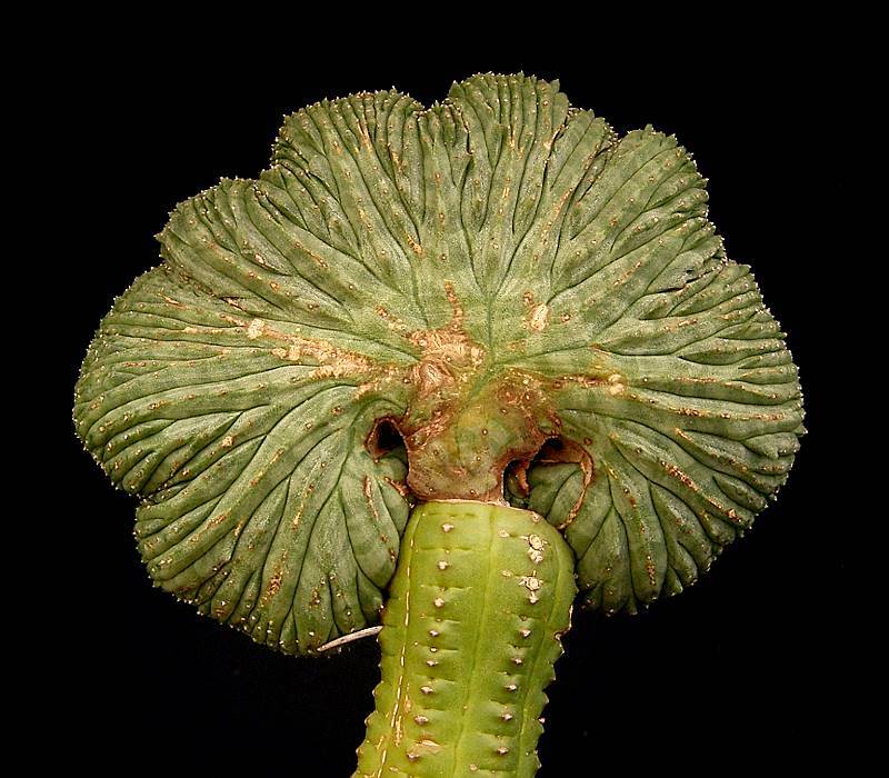 Euphorbia obesa f. cristata injertada
