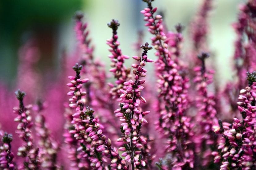 Planta de brezo en flor