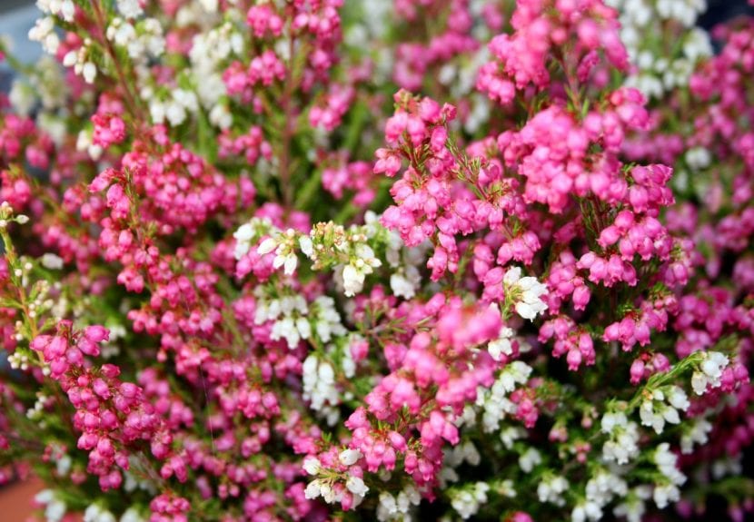 Flores de la planta de brezo