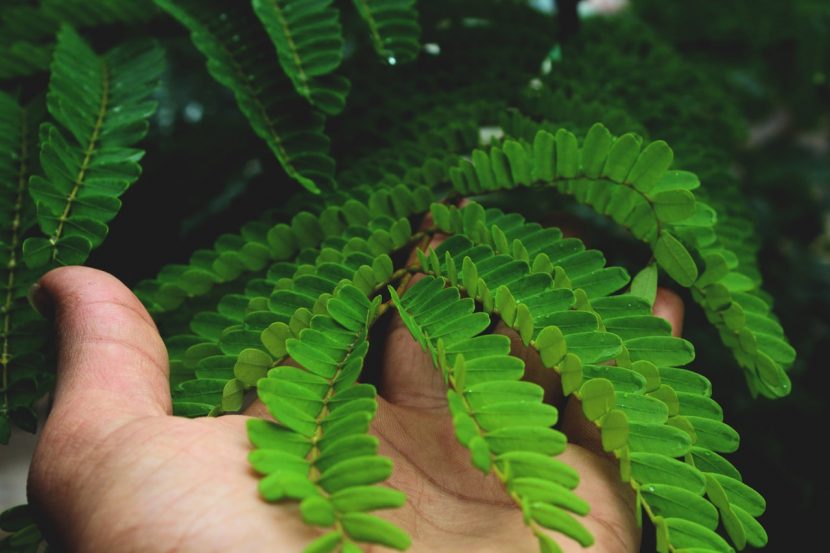 Planta bien cuidada en el jardín