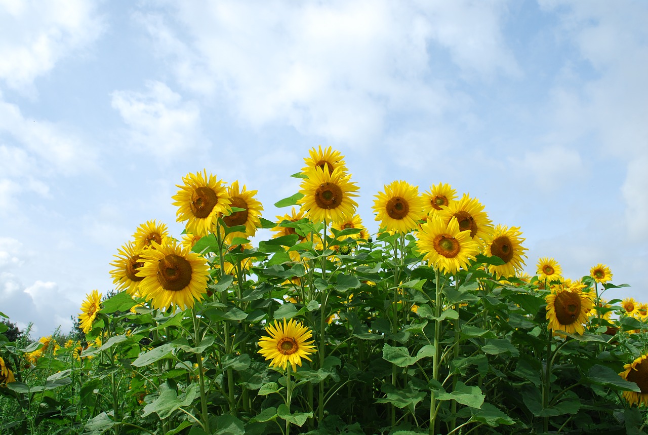 Las plantas quieren luz