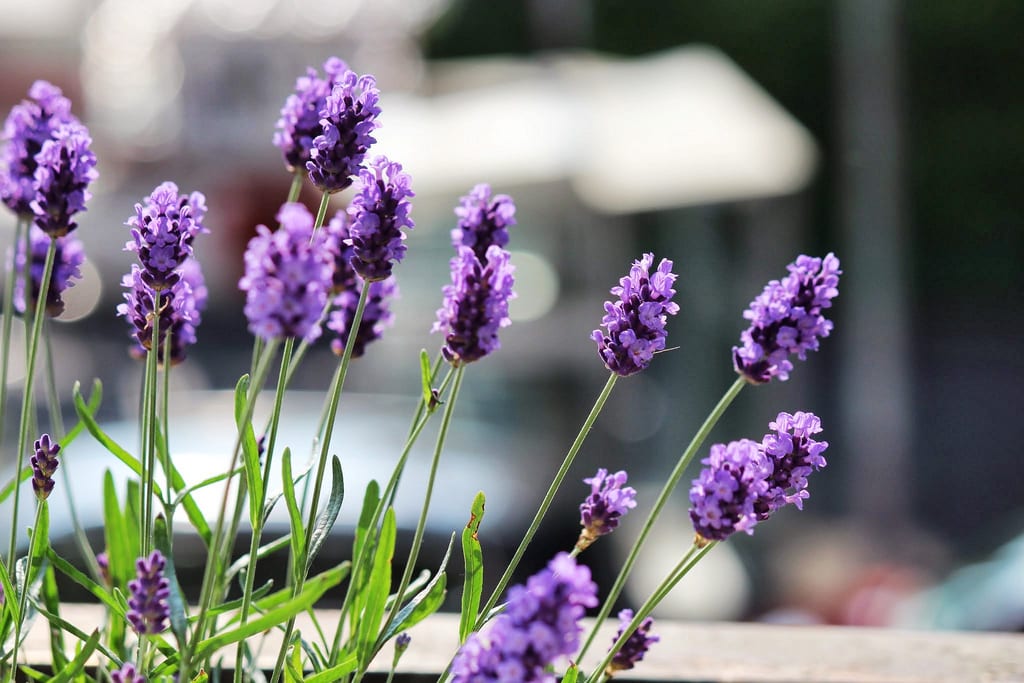 Cuándo cortar flores de lavanda: el punto exacto