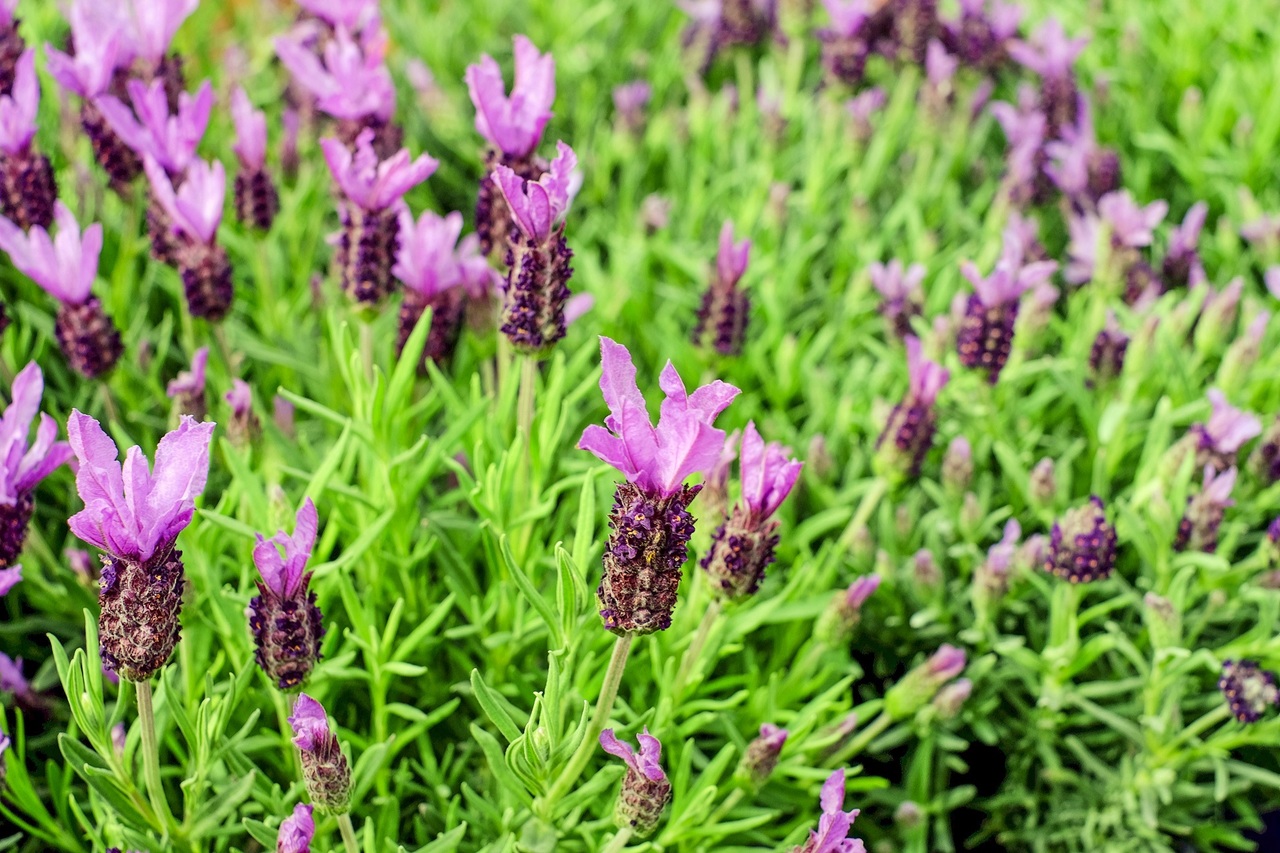 La lavanda florece buena parte del año