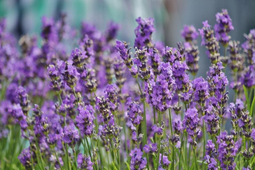 Lavanda en flor