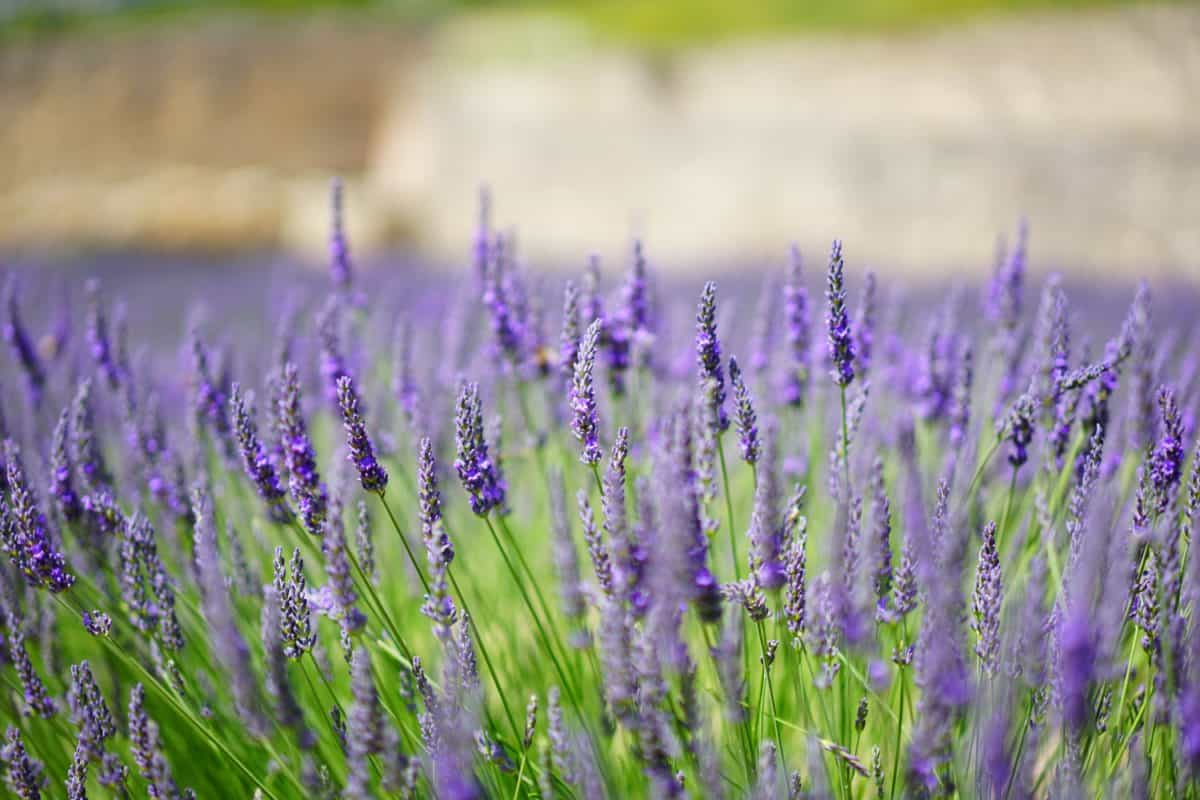 La lavanda tiene varios usos