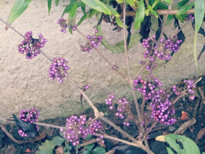 Plantas en diciembre