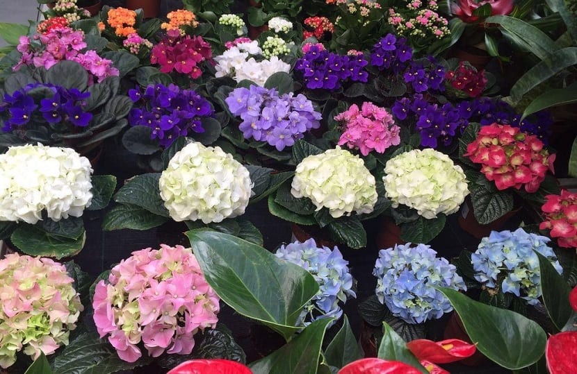 las hortensias se plantan en septiembre