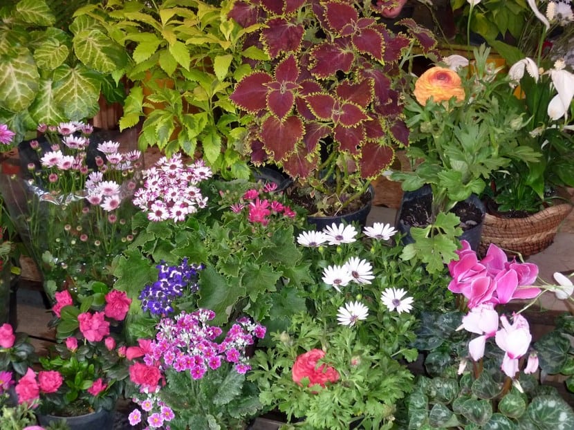 Plantas