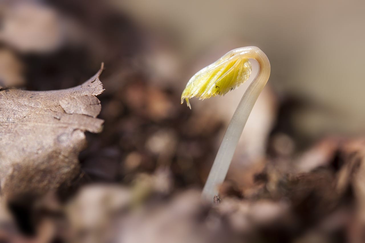 Cuánto tarda en crecer una planta: los ritmos reales