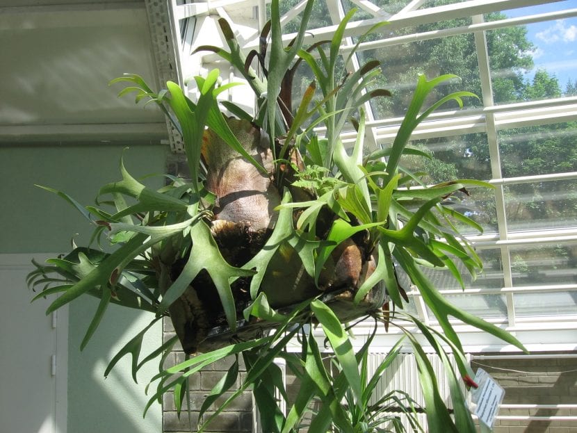 Ejemplar adulto de Platycerium bifurcatum