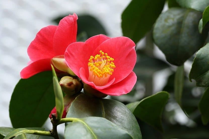 la camelia como planta acidofila