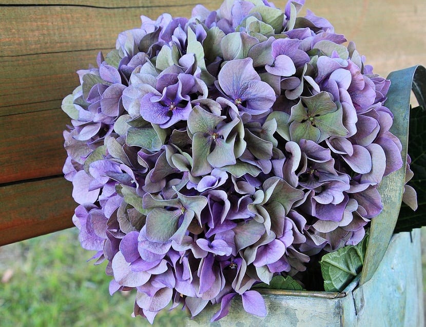 hortensia como como planta acidofila