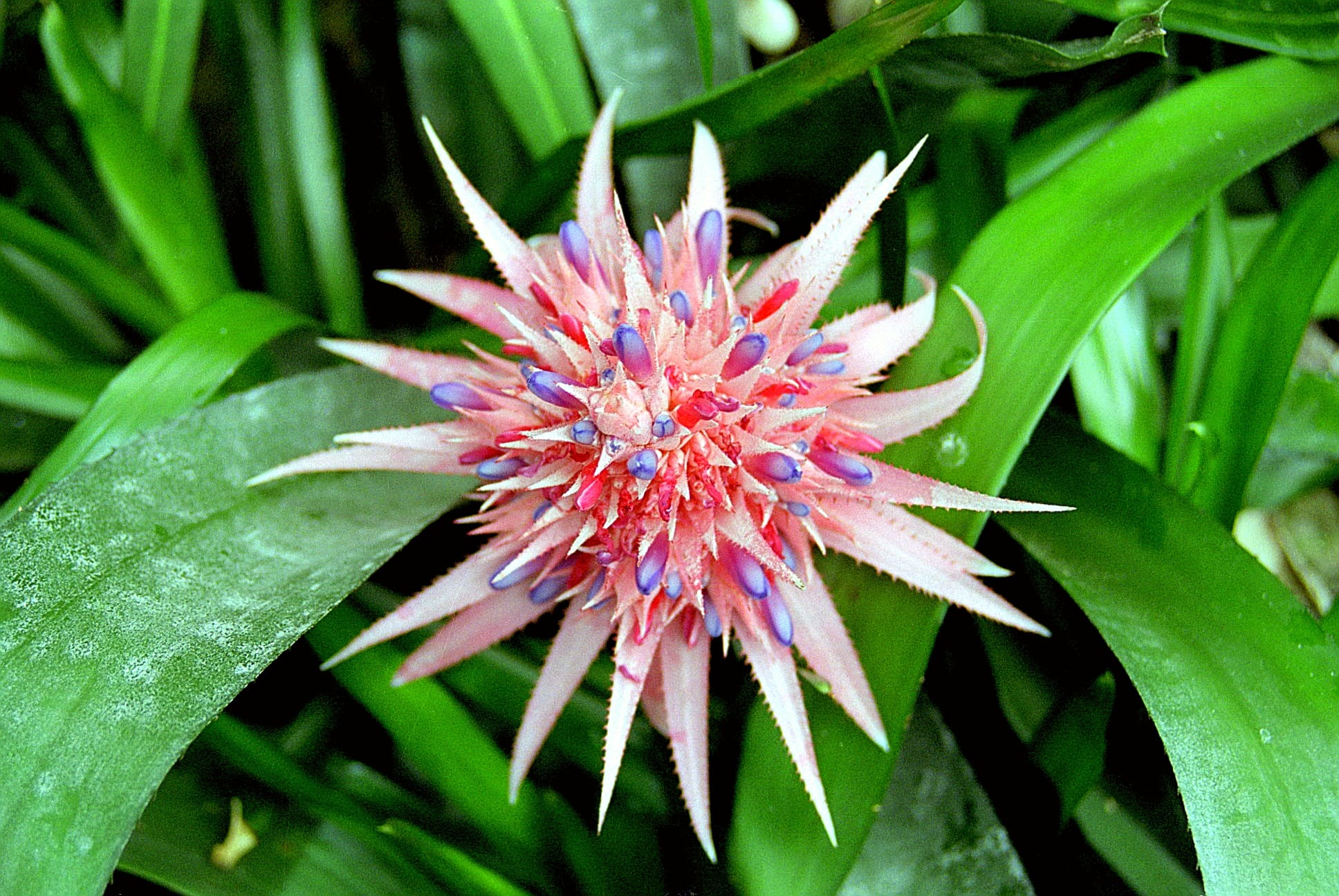 Cuidados de la bromelia: riego, luz e hijuelos paso a paso