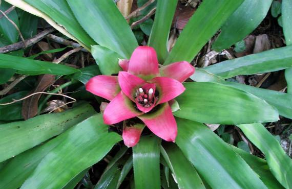 Cuidados de las bromelias: riego, luz e hijuelos