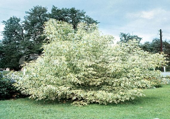 Acer negundo 'Aureovariegatum'