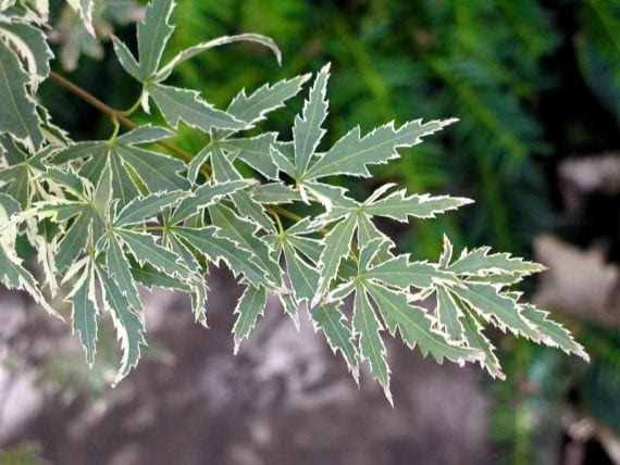 Acer palmatum 'Butterfly'