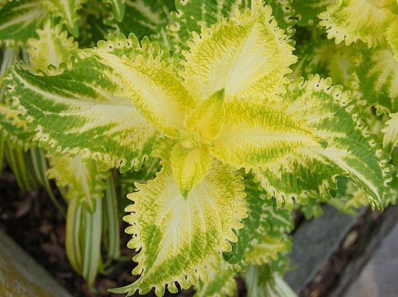 Cuidados De Las Plantas Con Hojas Variegadas Guía Completa 2025 Cuidados De Las Plantas Con Hojas Variegadas Guía Completa 2025