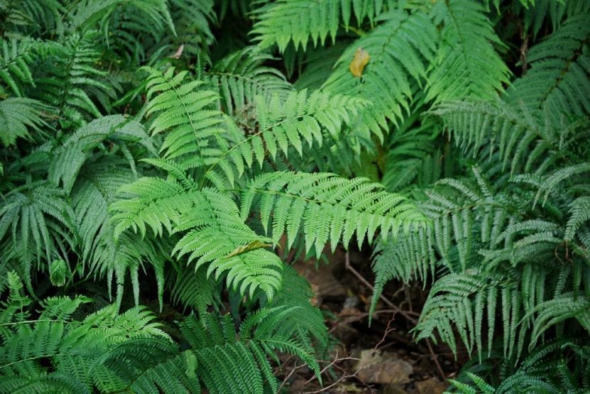 Helecho adulto de Pteris wallichiana