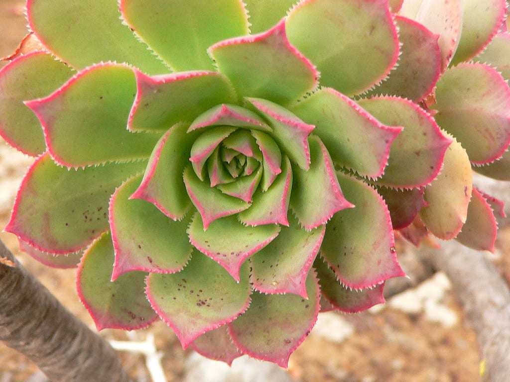 Aeonium: cuidados, riego en verano y multiplicación