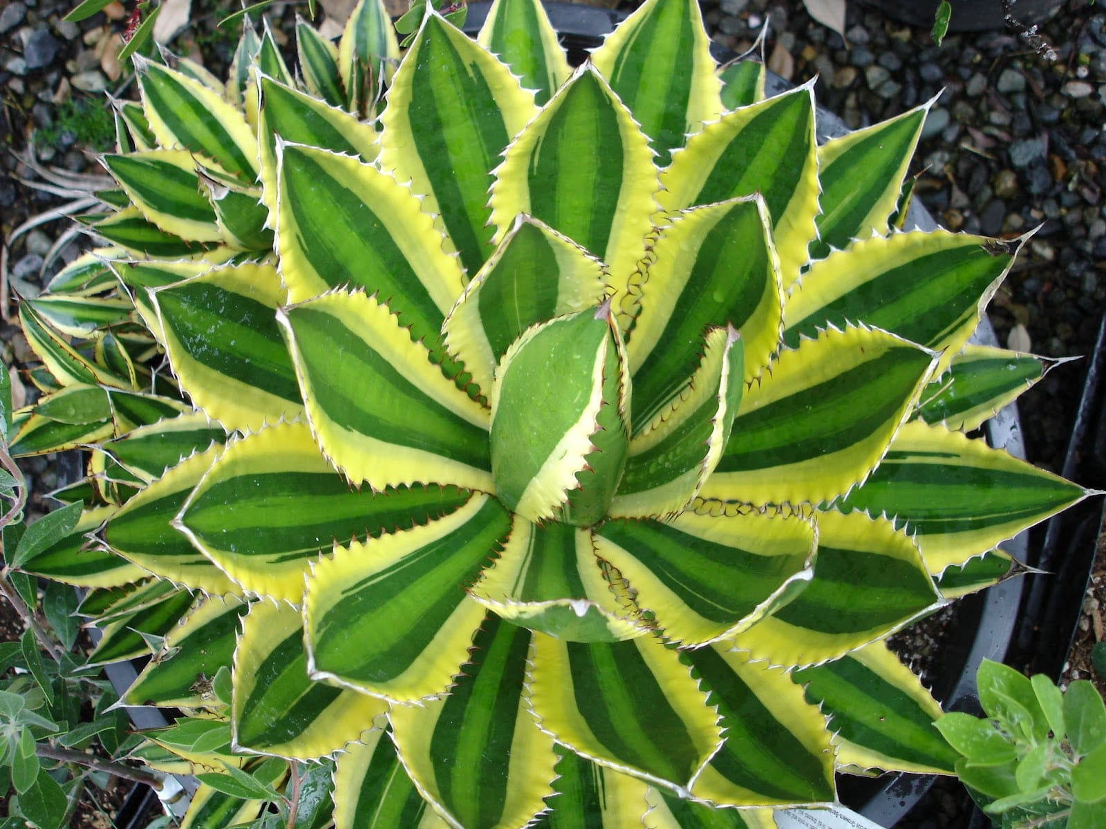 Agave lophantha: cuidados de la falsa lechuguilla
