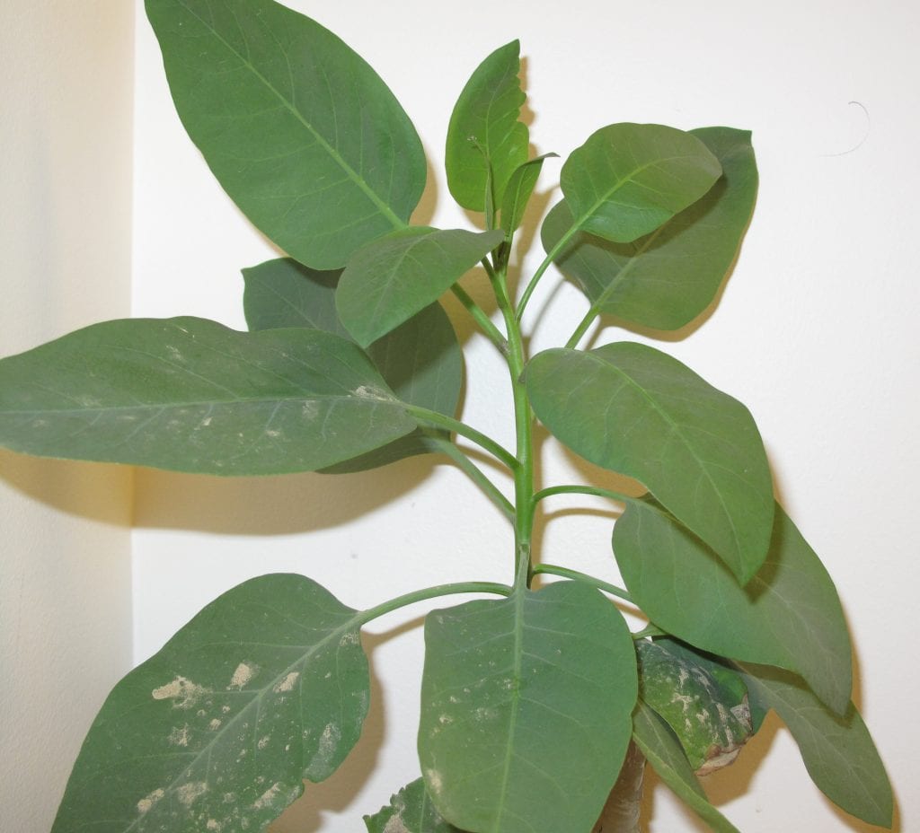 Hojas de Nicotiana glauca