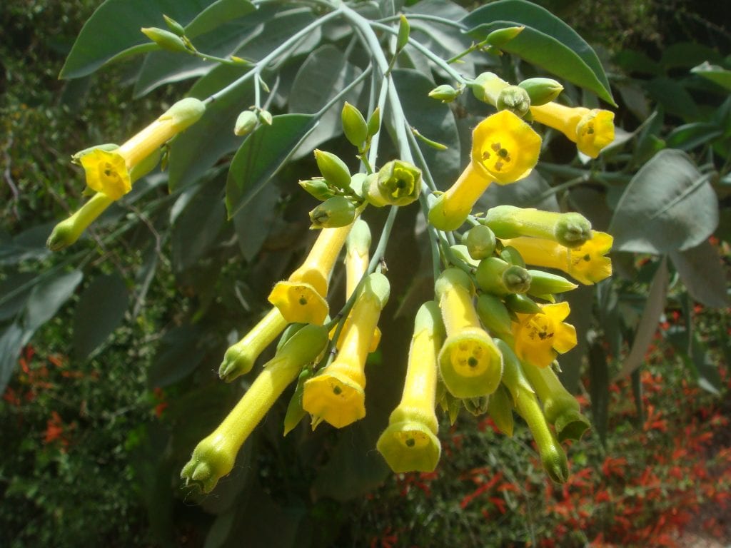 Árbol del tabaco o gandul (Nicotiana glauca): guía completa