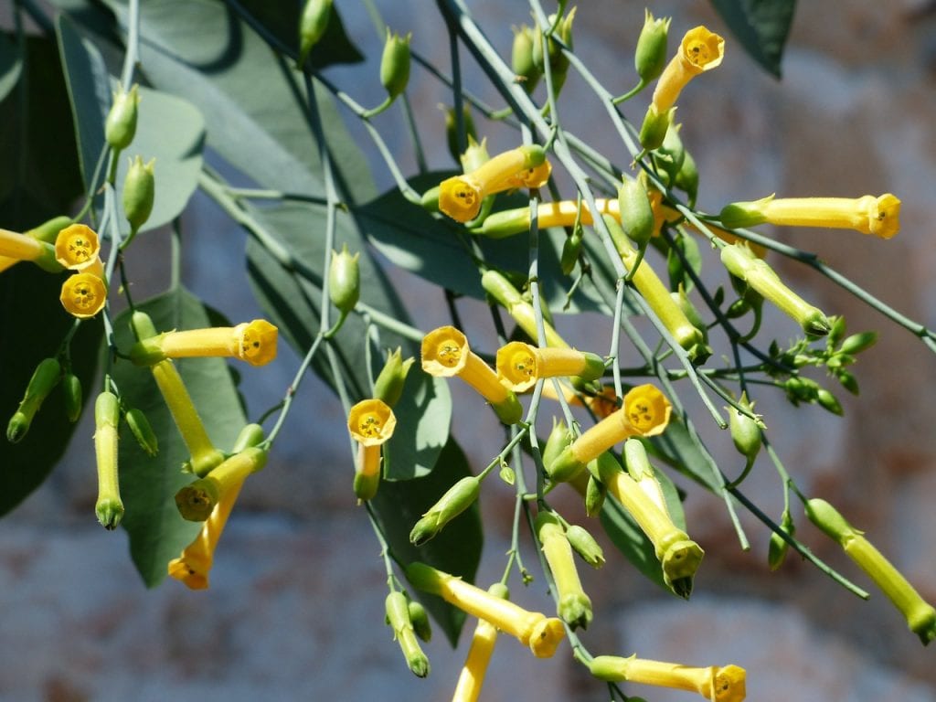 Flores del gandul