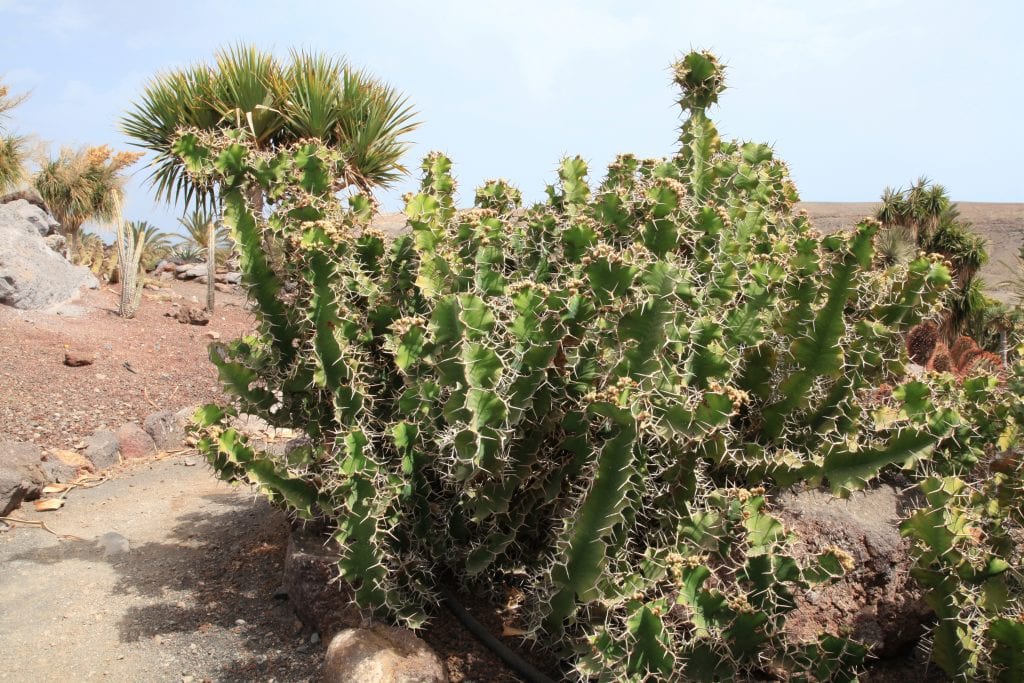 Euphorbia grandicornis adulta