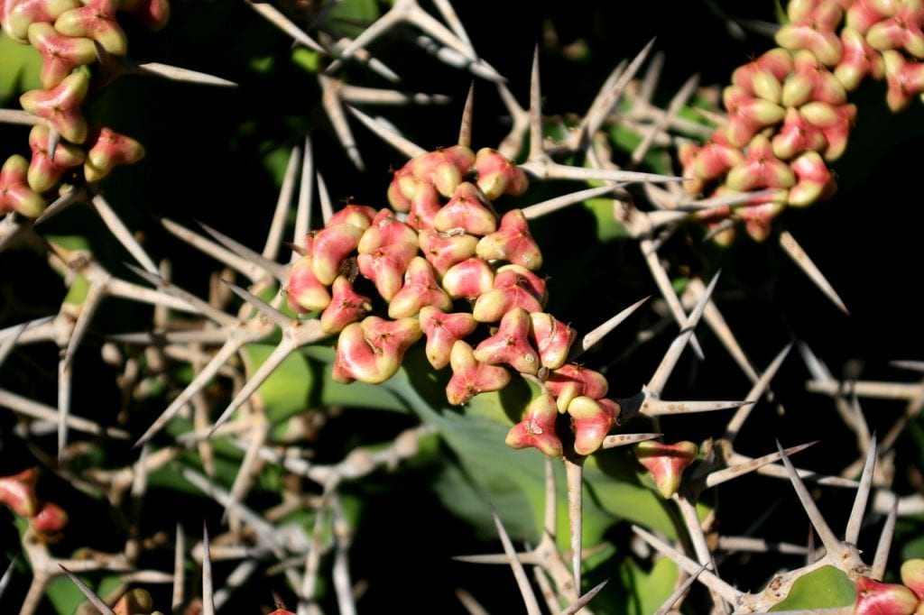 Flores de Euphorbia grandicornis