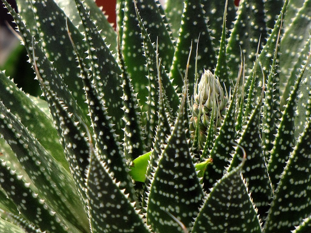 Aloe aristata 