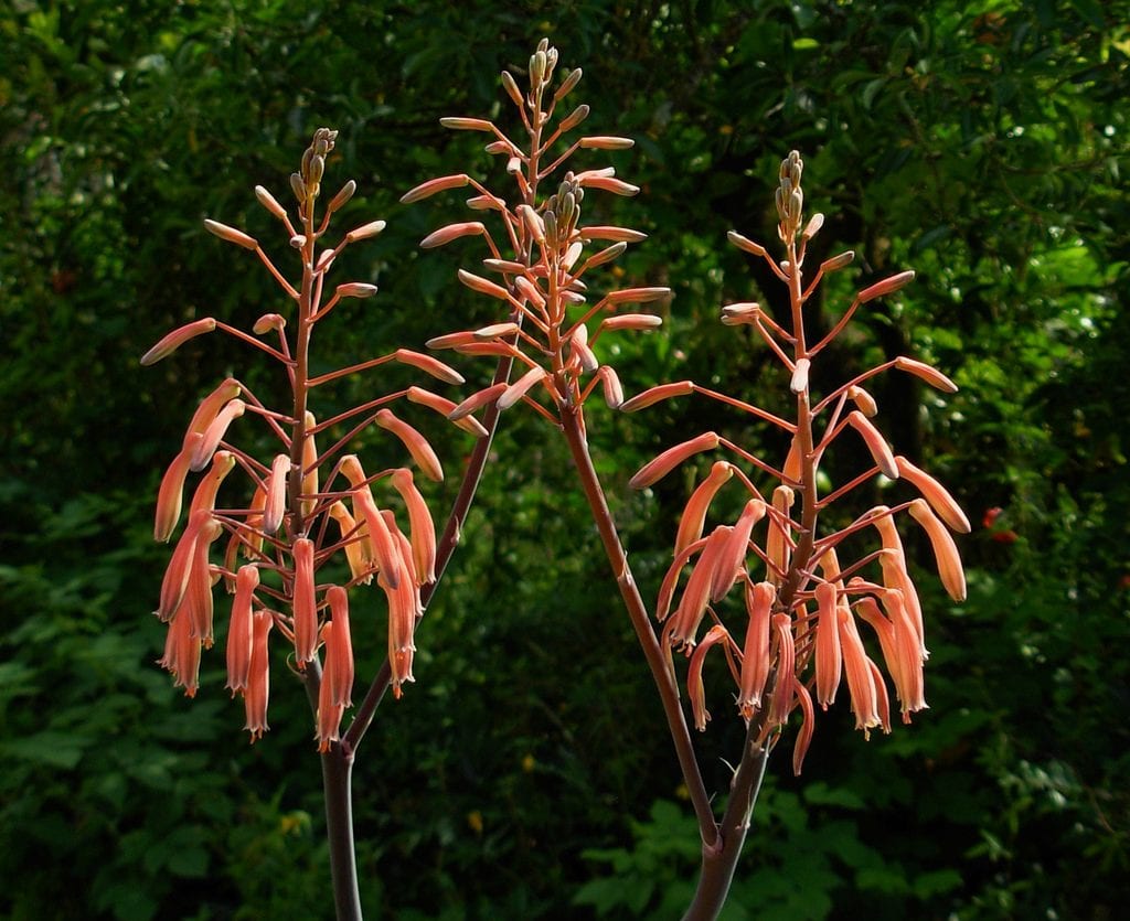 Flores de Aloe aristata