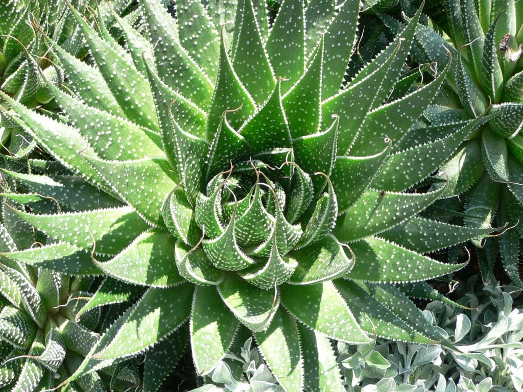 Aloe aristata o planta antorcha: cuidados y cultivo