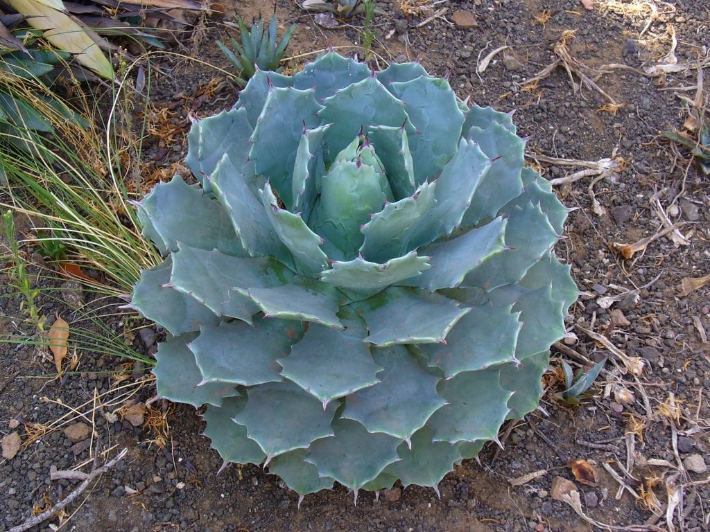Agave potatorum var. verschaffelti