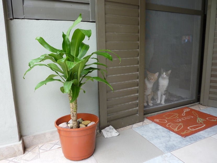 Palo de agua (Dracaena fragrans): cuidados en interior